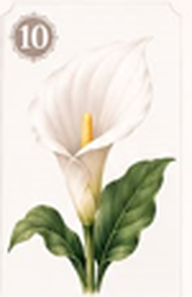 A white calla lily