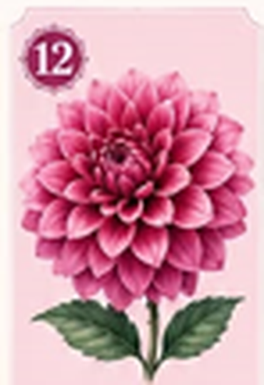 A deep pink dahlia flower