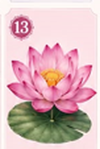 A pink lotus flower on water